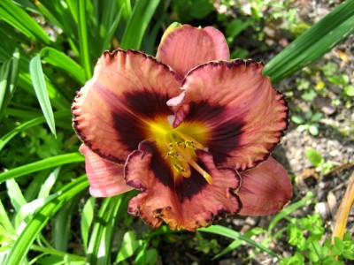 Awesome Blossom.JPG
