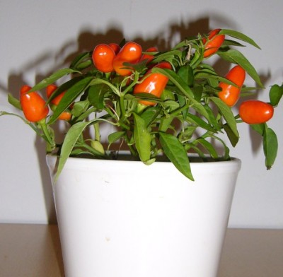 Chilipflanze.jpg