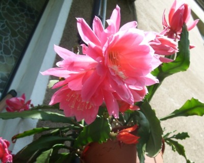 Rosa.JPG