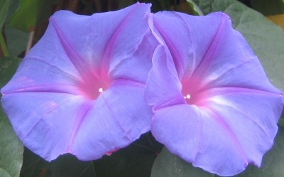 Floriade 2012 262.jpg