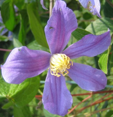 Clematis.jpg