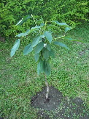 100_1196.JPG