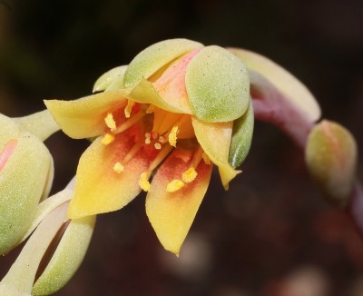 Pachyveria ´Mrs. Combes´ (3a).jpg