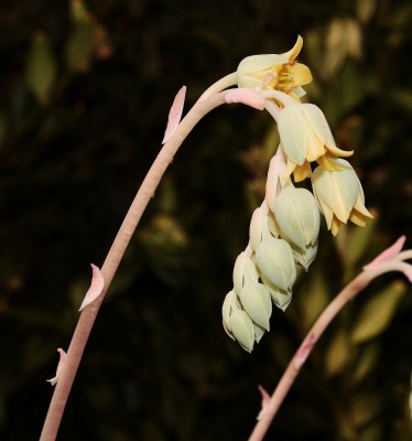 Pachyveria ´Elaine´ 2010-150 (3a).jpg