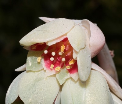 Pachyphytum ´Captain Jessop´ (3).jpg