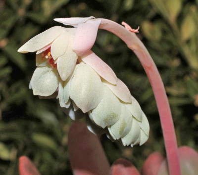 Pachyphytum ´Captain Jessop´ (4a).jpg