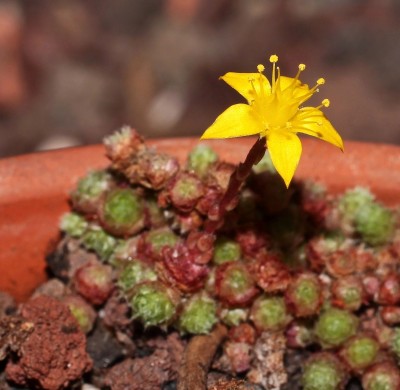 Sedum humifusum (2).jpg