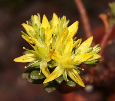 Sedum x amecamecanum 2010-120 (2a).jpg