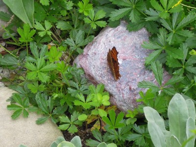 schmetterling 003.JPG
