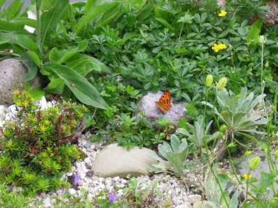 schmetterling 002.JPG