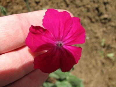 Lichtnelke Blüte.jpg