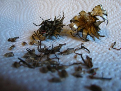 Centaurea montana 1.jpg