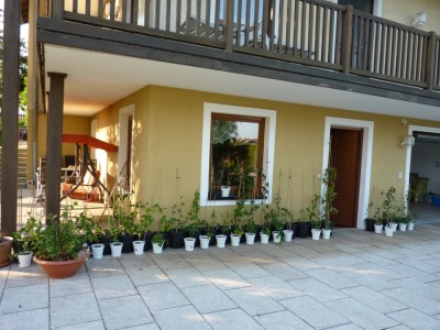 passis bei der hausmauer.jpg