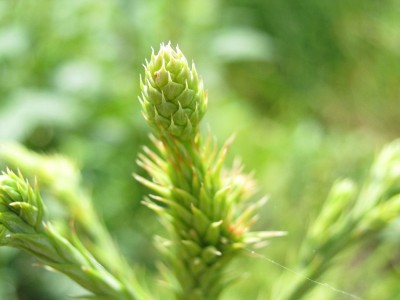 zweiter Baum mit Zapfen.jpg