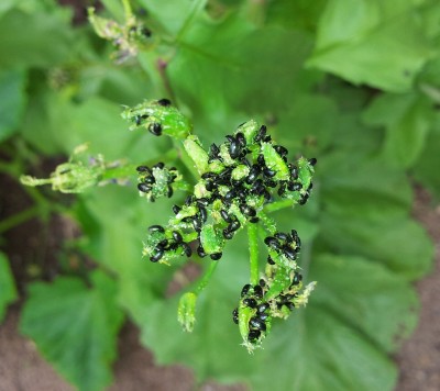 Schwarze Käfer · Pflanzenkrankheiten & Schädlinge · GREEN24 Pflanzen &  Garten Forum
