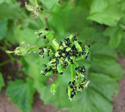 Schwarze Käfer · Pflanzenkrankheiten & Schädlinge · GREEN24 Pflanzen