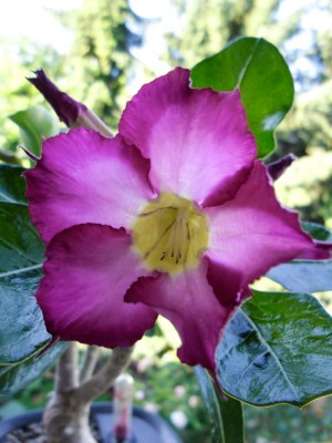 A.o.-Siam-Violet_Blüte.jpg