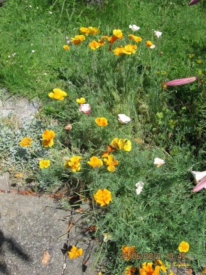 Garten 2012_1847.jpg