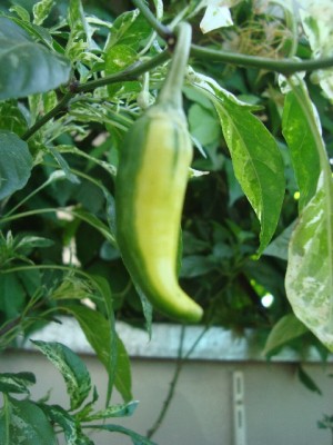 Fish Pepper Frucht(2).jpg