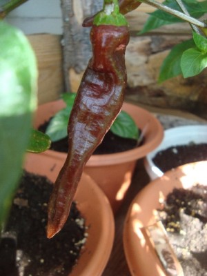 Ecuadorian Brown Frucht 2.jpg