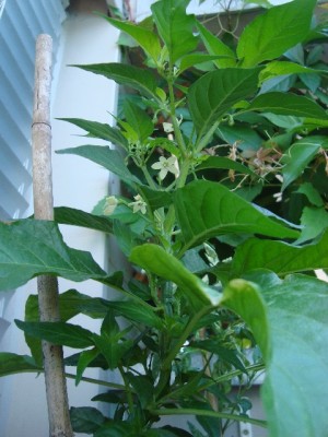 Habanero Peach 2 (2).jpg