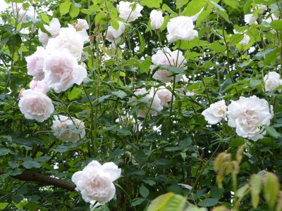 Madame Alfred Carrier verkl.jpg