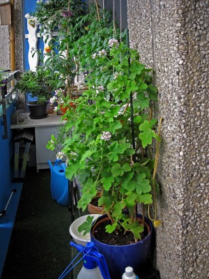 Duftgeranie IMG_1412.jpg