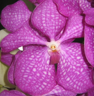 Phal-rosa.jpg