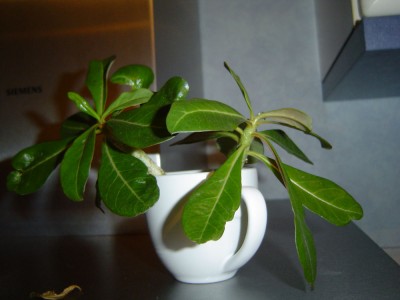 Adenium gekopft (2).jpg