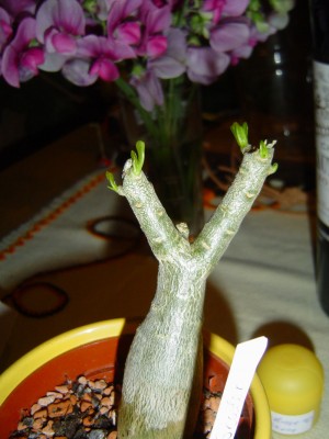 Adenium gekopft.jpg