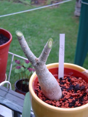 geköpfte Adenium.jpg