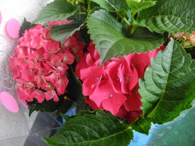 DSCN3905.JPG