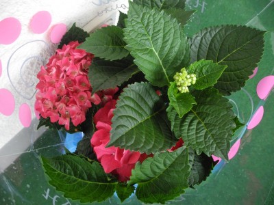DSCN3904.JPG