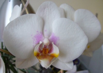 Orchidee.jpg