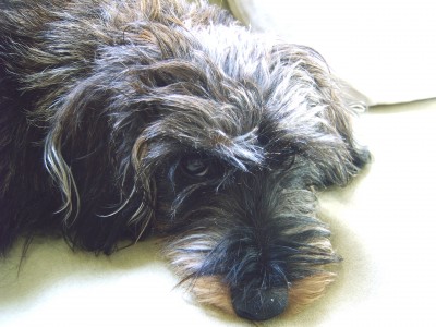 merle 005.jpg