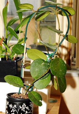 dsc_9045_Hoya_obovata.jpg