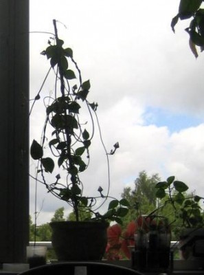 120625-Ceropegia_6087-2.JPG