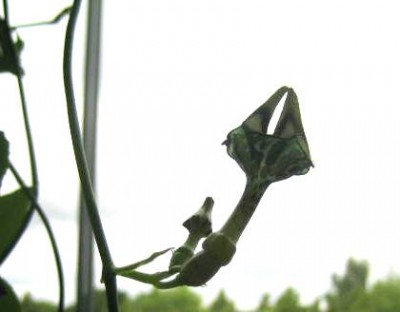 120625-Ceropegia_6082-kl.JPG
