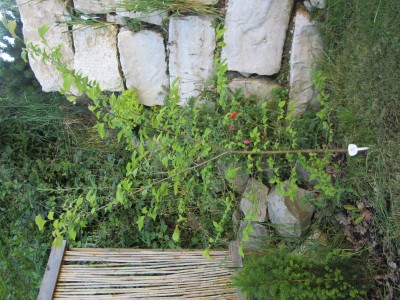 IMG_0112.JPG