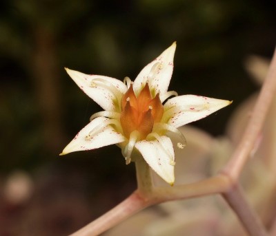 Graptopetalum paraguayense (2a).jpg