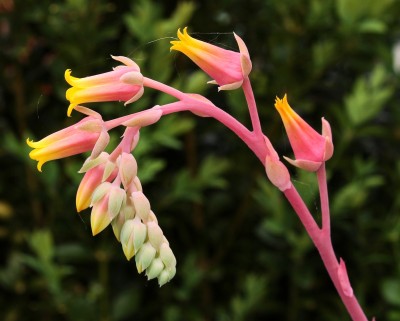 Echeveria secunda 2010-277 (6a).jpg