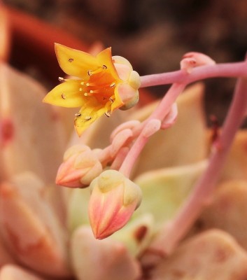 Graptoveria ´Acaulis´ (10).jpg