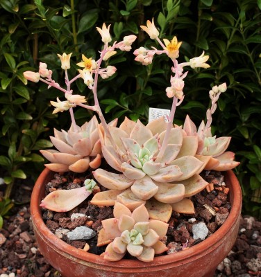 Graptoveria ´Acaulis´ (9a).jpg