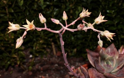 Graptoveria ´Albert Baynes´ (6a).jpg