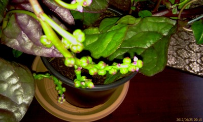 IMAG0052.jpg