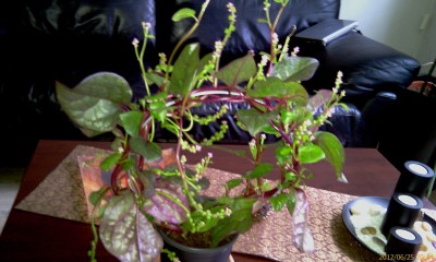 IMAG0051.jpg