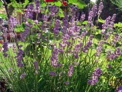 Lavendel.JPG