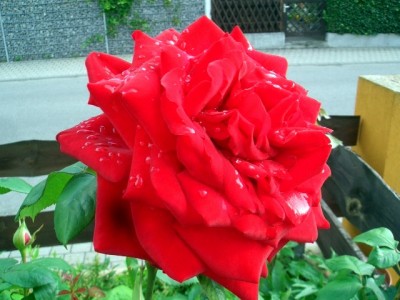 Rose.JPG