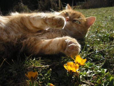 crocusgina.JPG