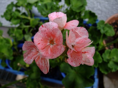 DSCF6114.JPG